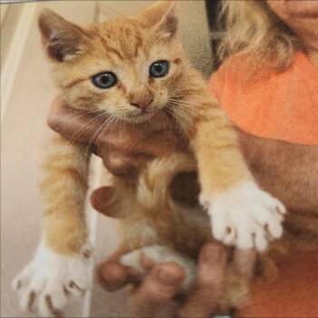 Knox -  Domestic Short Hair Cat for Adoption in Thompson Falls, Montana - Knox | PetCurious