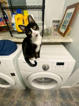 Love *Foster-to-Adopt Available* -  Domestic Short Hair Cat Available for Adoption in Pawtucket, Rhode Island - Love *Foster-to-Adopt Available* | PetCurious