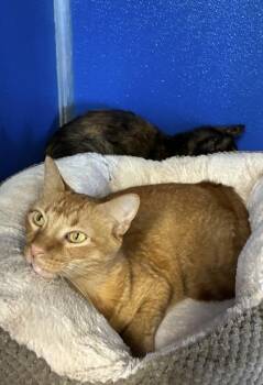 Dolokhov -  Abyssinian and Domestic Short Hair Cat for Adoption in Picayune, Mississippi - Dolokhov | PetCurious