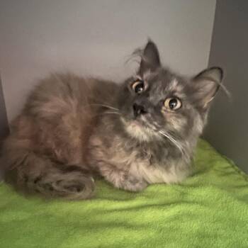 Dinky -  Domestic Medium Hair Cat for Adoption in Sarasota, Florida - Dinky | PetCurious