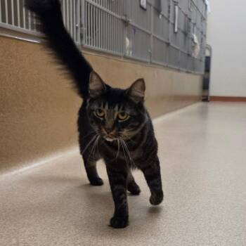 Tessa -  Domestic Medium Hair Cat for Adoption in Ballston Spa, New York - Tessa | PetCurious