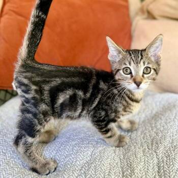 Lieutenant Dan -  Domestic Short Hair Cat for Adoption in Williston, Florida - Lieutenant Dan | PetCurious