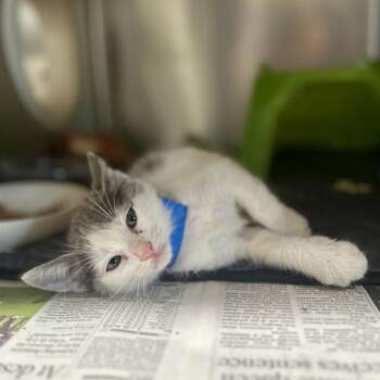 LIANGELO -  Domestic Short Hair Cat for Adoption in Riverside, California - LIANGELO | PetCurious