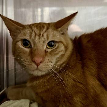 Domestic Short Hair Cats Available for Adoption - Biggie | PetCurious