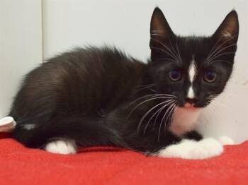 STU -  Domestic Short Hair Cat for Adoption in Sacramento, California - STU | PetCurious