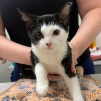 Sally -  Domestic Short Hair Cat for Adoption in Chaska, Minnesota - Sally | PetCurious