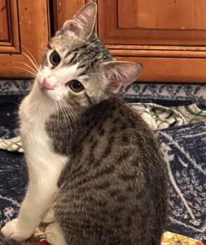 Arthur -  Domestic Short Hair Cat for Adoption in St. Augustine, Florida - Arthur | PetCurious