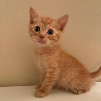 Klaus Mikaelson -  Domestic Short Hair Cat for Adoption in West Des Moines, Iowa - Klaus Mikaelson | PetCurious