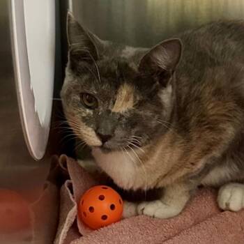 Nugget -  Domestic Short Hair Cat for Adoption in Walnut Creek, California - Nugget | PetCurious