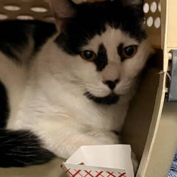 Domestic Short Hair Cats Available for Adoption in Port Charlotte, Florida - Smitty | PetCurious