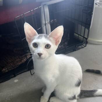 Coconut (Coquis) -  Tabby and Egyptian Mau Cat for Adoption in Palm Desert, California - Coconut (Coquis) | PetCurious