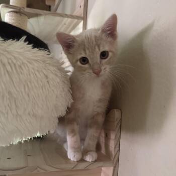 Rescue Domestic Short Hair Cats for Adoption in Spencer, North Carolina - Ridley Reeds | PetCurious