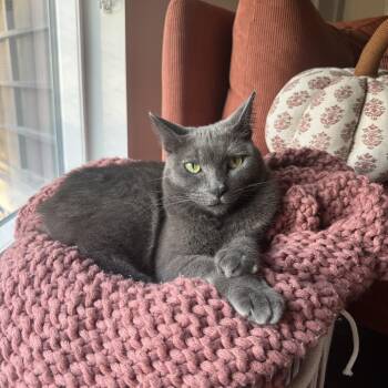 Domestic Short Hair Cats Available for Adoption - Wolfie | PetCurious