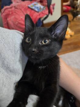 Gojo -  Domestic Short Hair Cat for Adoption in Lincoln Park, Michigan - Gojo | PetCurious