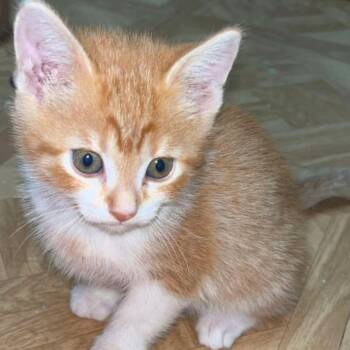 Butterfinger -  Domestic Short Hair Cat for Adoption in Midland, Texas - Butterfinger | PetCurious