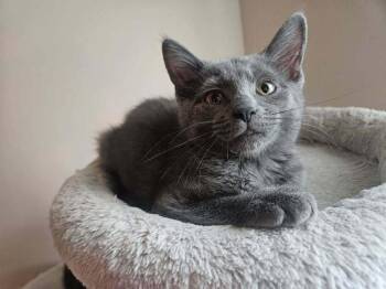 Astra -  Domestic Short Hair and Russian Blue Cat for Adoption in Chicago, Illinois - Astra | PetCurious
