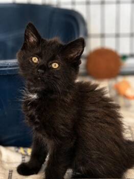 Huey -  Domestic Medium Hair Cat for Adoption in Hartford City, Indiana - Huey | PetCurious