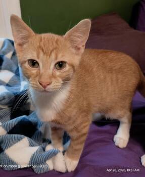 Domestic Short Hair Cats Available for Adoption in Youngsville, North Carolina - Merrick26 | PetCurious