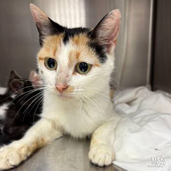 Domestic Short Hair Cats Available for Adoption in Washington, District Of Columbia - Cally | PetCurious