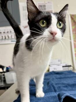 Domestic Short Hair Cats Available for Adoption in San Antonio, Texas - Venus | PetCurious