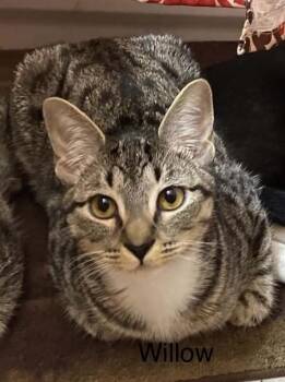 WILLOW -  Domestic Short Hair Cat for Adoption in Conroe, Texas - WILLOW | PetCurious