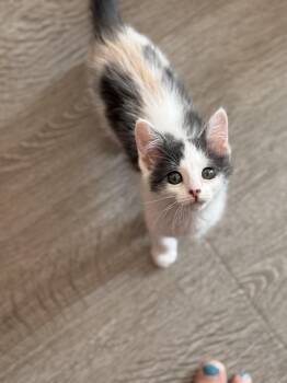 Umbreon -  Domestic Medium Hair Cat for Adoption in Long Beach, California - Umbreon | PetCurious