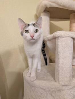 Tabitha -  Domestic Short Hair Cat for Adoption in Dallas, Texas - Tabitha | PetCurious