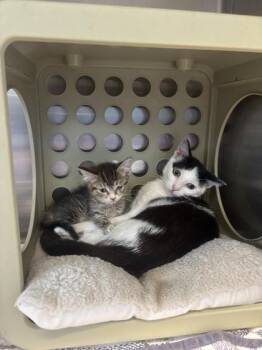 Owl (brown collar) -  Domestic Short Hair Cat for Adoption in Lafayette, Indiana - Owl (brown Collar) | PetCurious