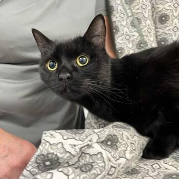 Rescue Domestic Short Hair Cats for Adoption in Lyndhurst, Virginia - Marshmallow | PetCurious