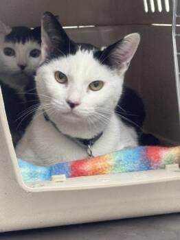 Bronwyn -  Domestic Short Hair Cat for Adoption in Sonora, California - Bronwyn | PetCurious