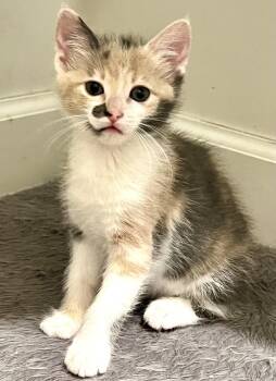 Spumoni -  Domestic Short Hair Cat for Adoption in Port Washington, Wisconsin - Spumoni | PetCurious