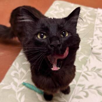 Thackery -  Domestic Medium Hair Cat for Adoption in Goleta, California - Thackery | PetCurious