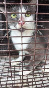 A657436 -  Domestic Short Hair Cat for Adoption in Houston, Texas - A657436 | PetCurious