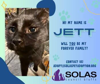 Rescue Domestic Short Hair Cats for Adoption in Council Bluffs, Iowa - Jett  --  (jm) | PetCurious