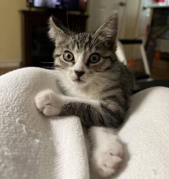 Domestic Short Hair Cats Available for Adoption in Rowlett, Texas - Lilac | PetCurious