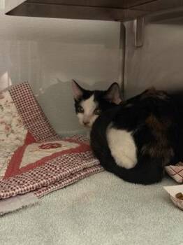 Domestic Short Hair Cats Available for Adoption in Gastonia, North Carolina - Beirut | PetCurious