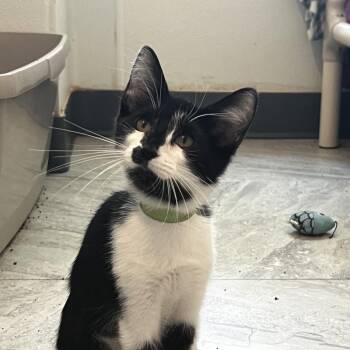 Labyrinth -  Domestic Short Hair Cat for Adoption in Brighton, Missouri - Labyrinth | PetCurious