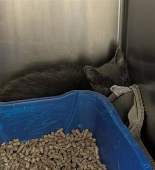 Looloo -  Domestic Short Hair Cat Available for Adoption in Montreal, Quebec - Looloo | PetCurious