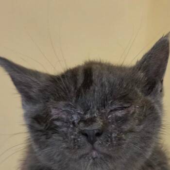 Henry -  Domestic Short Hair Cat for Adoption in Zanesville, Ohio - Henry | PetCurious