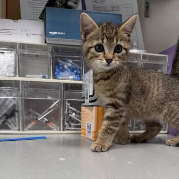 Domestic Short Hair Cats Available for Adoption in Englewood, Florida - Long John Silver | PetCurious