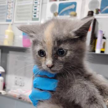 Domestic Short Hair Cats Available for Adoption in Summerville, South Carolina - Granny Smith | PetCurious