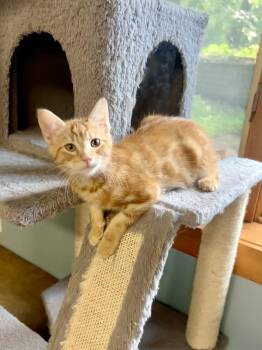Jeffers -  Domestic Short Hair Cat for Adoption in Columbus, Minnesota - Jeffers | PetCurious