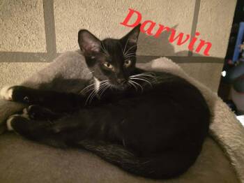 Darwin -  Domestic Short Hair Cat for Adoption in Alafaya, Florida - Darwin | PetCurious