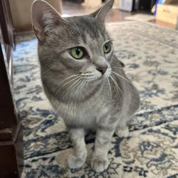 Strawberry Shortcake -  Domestic Short Hair Cat for Adoption in Charlottesville, Virginia - Strawberry Shortcake | PetCurious
