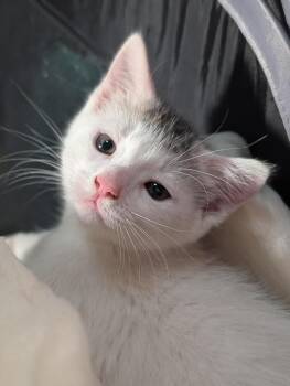 Smudge -  Domestic Short Hair Cat for Adoption in Lancaster, California - Smudge | PetCurious