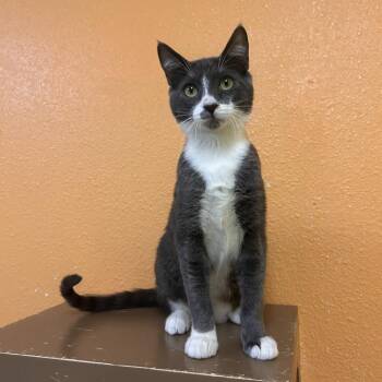 Gare Bear -  Domestic Short Hair Cat for Adoption in Fresno, California - Gare Bear | PetCurious