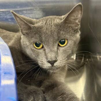 Bluebonnet -  Domestic Short Hair Cat for Adoption in Tucson, Arizona - Bluebonnet | PetCurious