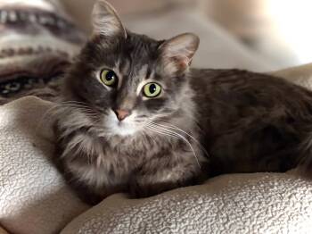 Norwegian Forest Cat and Tabby Cats Available for Adoption in Hartford, Connecticut - Valentine- LOVING/BONDED TO MIDNIGHT | PetCurious