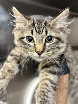 Rice Krispie -  Domestic Medium Hair Cat for Adoption in Wichita, Kansas - Rice Krispie | PetCurious