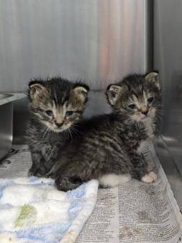 Romeo -  Domestic Short Hair Cat for Adoption in Evansville, Indiana - Romeo | PetCurious